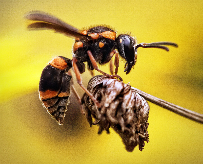 スズメバチの退治